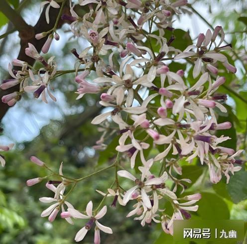 苦楝树，中国冷落的环保救星，欧美为何疯狂追捧？